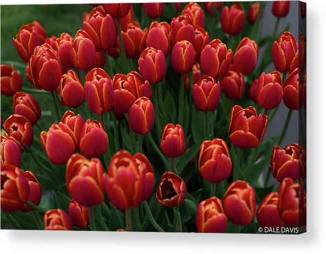 Tulip Acrylic Print featuring the photograph Singing Tulip by Dale Davis