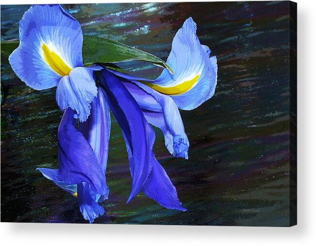 Iris Acrylic Print featuring the photograph Single Blue Iris Painterly by Phyllis Denton
