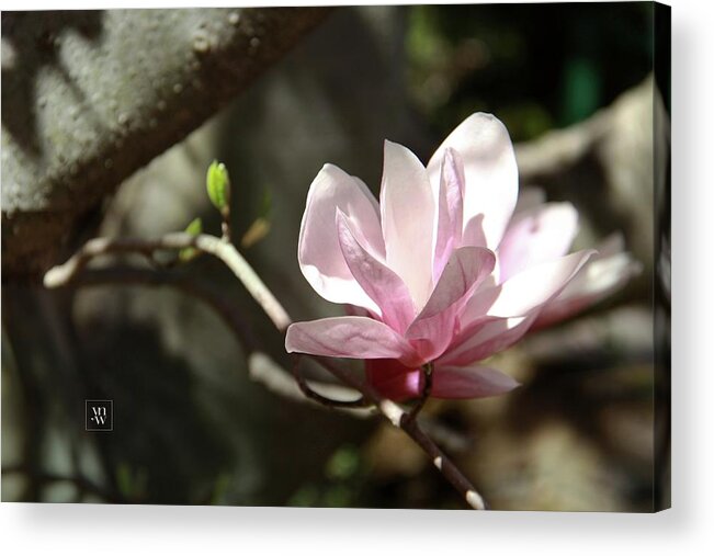 Magnolia Acrylic Print featuring the photograph Single Magnolia Blossom by Yvonne Wright