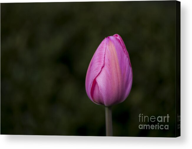 Flower Acrylic Print featuring the photograph Single Tulip by Andrea Silies