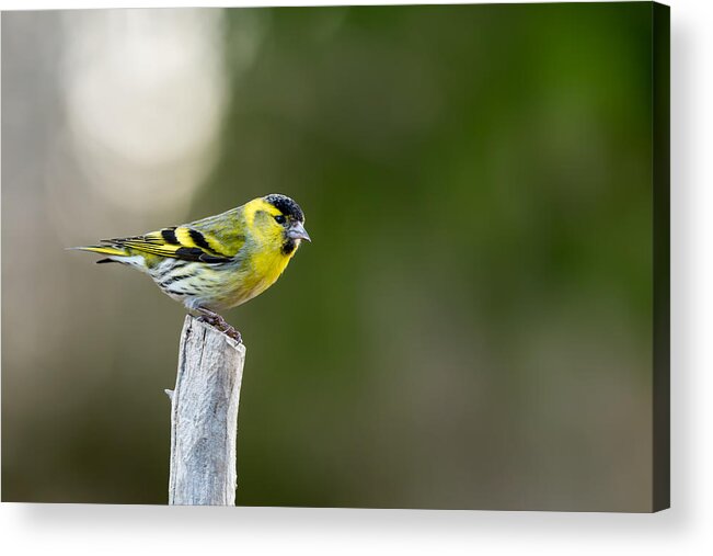 Siskin On Top Acrylic Print featuring the photograph Siskin on top by Torbjorn Swenelius