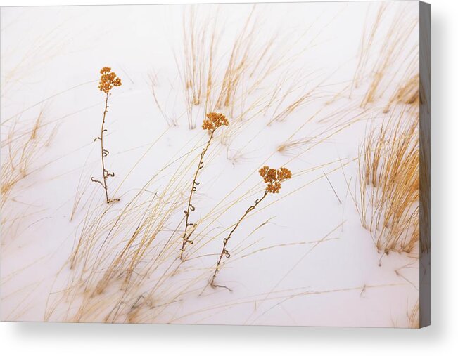 Winter Acrylic Print featuring the photograph Sisters by Allan Van Gasbeck
