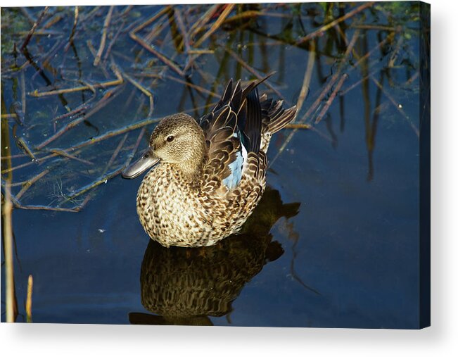 Nature Acrylic Print featuring the photograph Sitting Pretty by Arthur Dodd