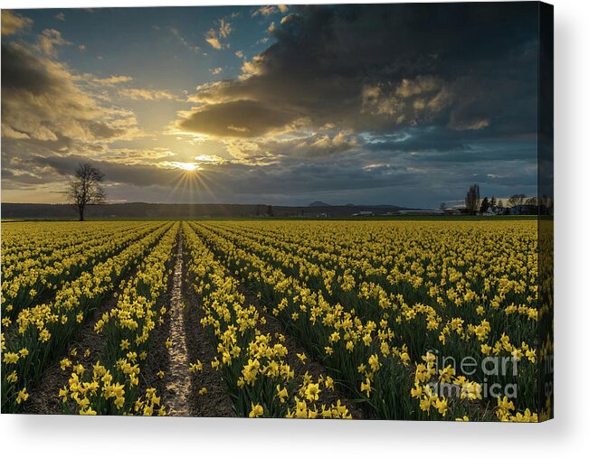 Daffodils Acrylic Print featuring the photograph Skagit Daffodils Golden Sunstar Evening by Mike Reid