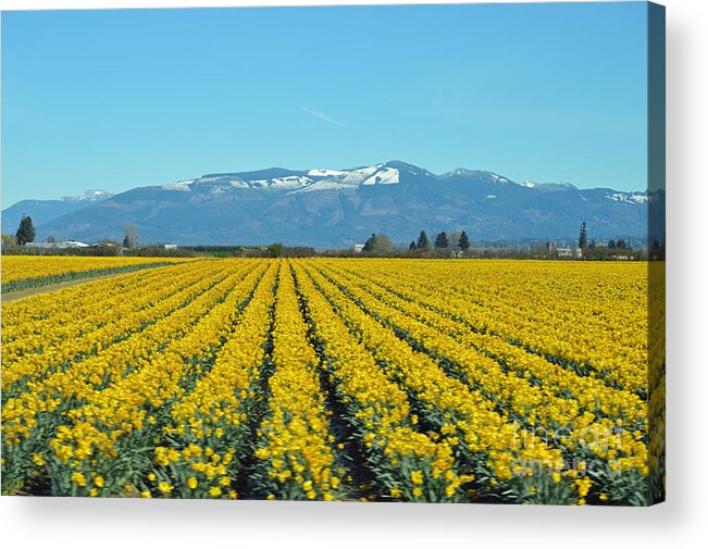 Daffodils Acrylic Print featuring the photograph Skagit Valley Daffodils by Carol Eliassen