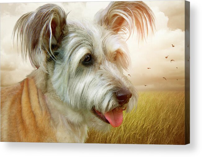 Dog Acrylic Print featuring the photograph Skye Terrier by Ethiriel Photography