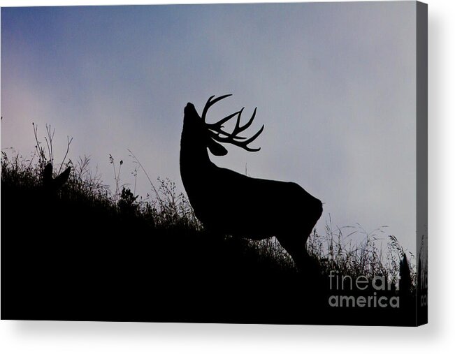 Buck Acrylic Print featuring the photograph Skyline Monarch by Douglas Kikendall