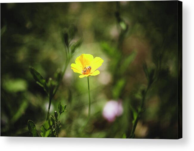 Bee Acrylic Print featuring the photograph Sleeping Bee by The Flying Photographer