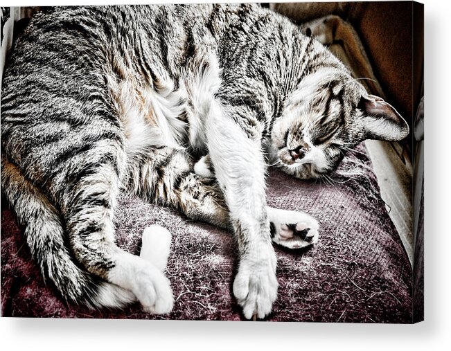 Cat Acrylic Print featuring the photograph Sleeping Cat by Sharon Popek