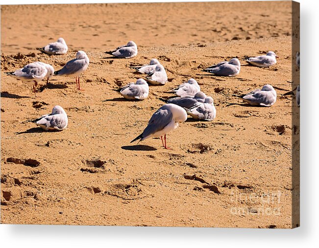 Photography Acrylic Print featuring the photograph Sleeping Seagulls by Kaye Menner by Kaye Menner