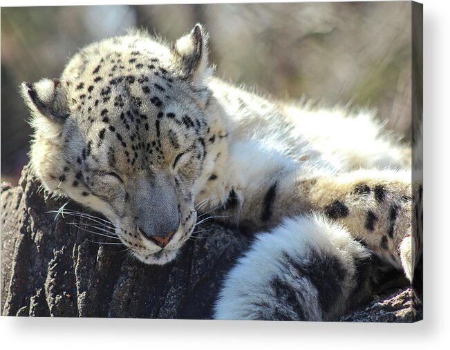 Snow Leopard Acrylic Print featuring the photograph Sleeping Snow Leopard by Holly Ross