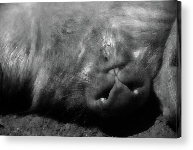 Bare Nosed Wombat Acrylic Print featuring the photograph Sleeping Wombat by Miroslava Jurcik