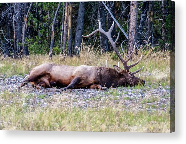 Jasper National Park Acrylic Print featuring the photograph Sleepy Elk 2009 03 by Jim Dollar