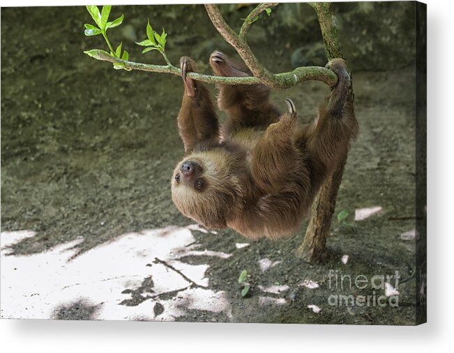 Two Acrylic Print featuring the photograph Sloth in tree by Patricia Hofmeester