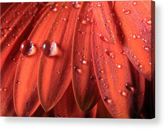 Gerbera Daisy Acrylic Print featuring the photograph Small Water Drops by Angela Murdock