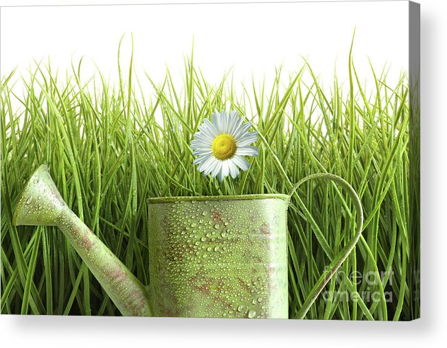 Backyard Acrylic Print featuring the photograph Small watering can with tall grass against white by Sandra Cunningham