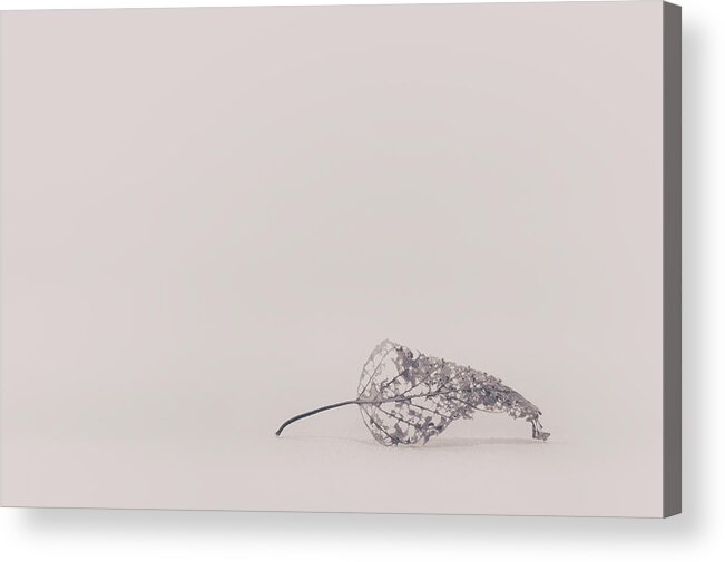 Leaf Acrylic Print featuring the photograph Smallest Leaf by Scott Norris