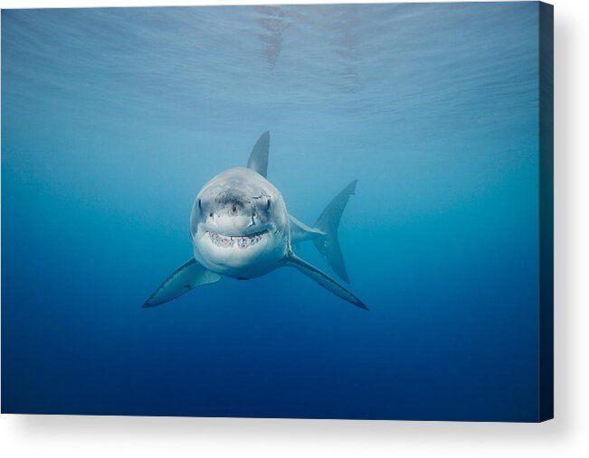 Animal Acrylic Print featuring the photograph Smiling Great White Shark by Dave Fleetham - Printscapes
