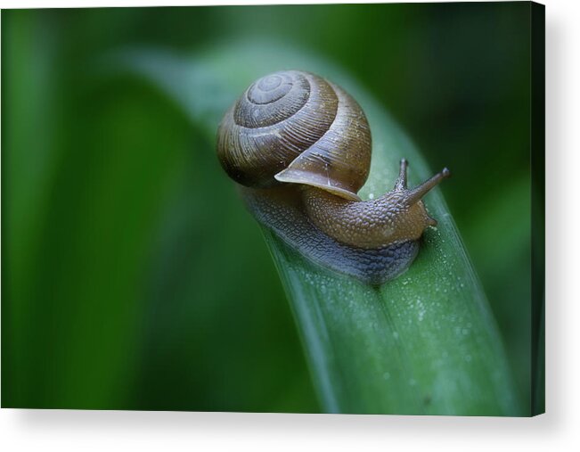 Snail Acrylic Print featuring the photograph Snail In The Morning by Mike Eingle