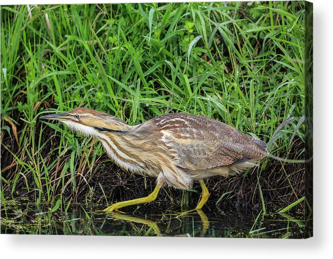 Sam Amato Photography Acrylic Print featuring the photograph Sneaking Bittern by Sam Amato
