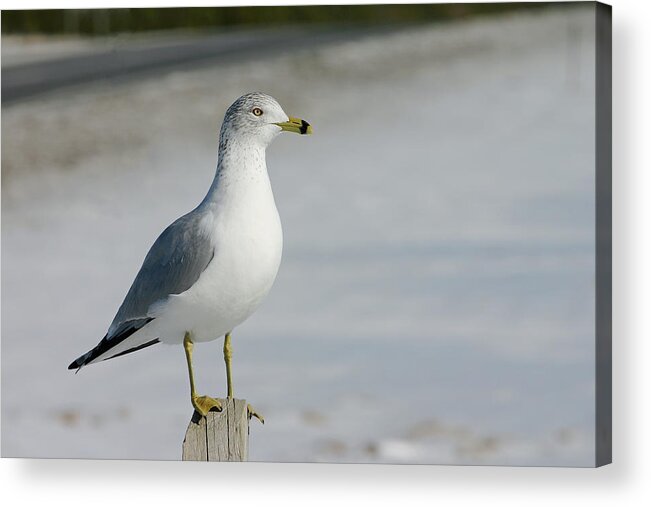 Ring-billed Gull Acrylic Print featuring the photograph Snow Covered February Morning by Allan Levin