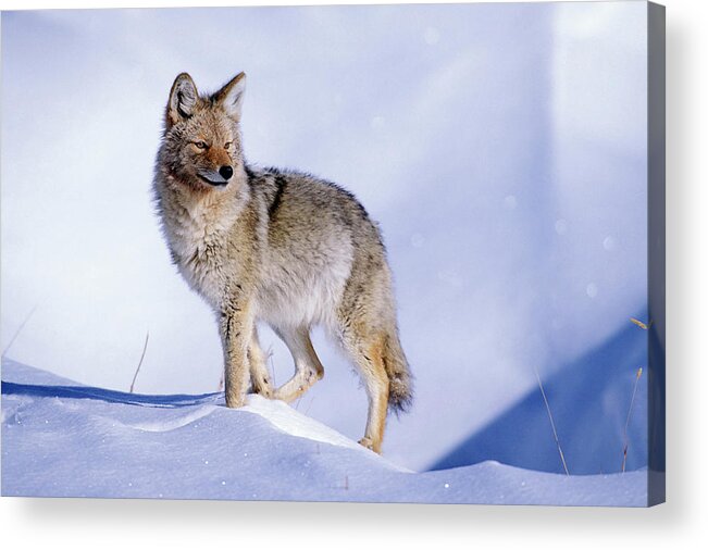 Nature Acrylic Print featuring the photograph Snow Coyote Pose by Mark Miller