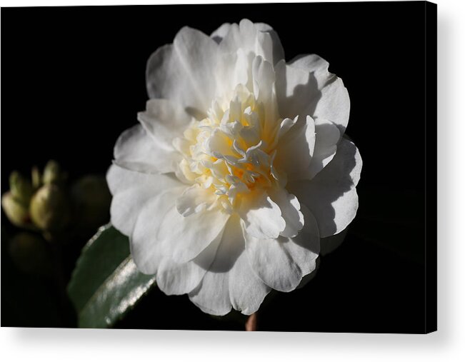 Camellia Acrylic Print featuring the photograph Snow Flurry by Tammy Pool