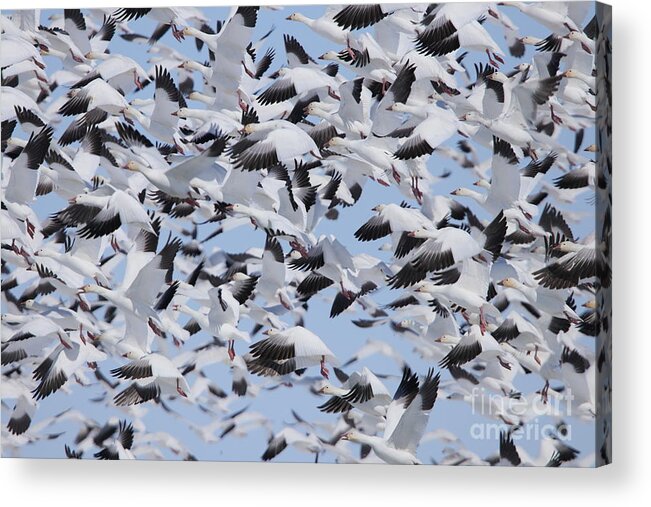 Snow Geese Acrylic Print featuring the photograph Snow Geese by Alyce Taylor