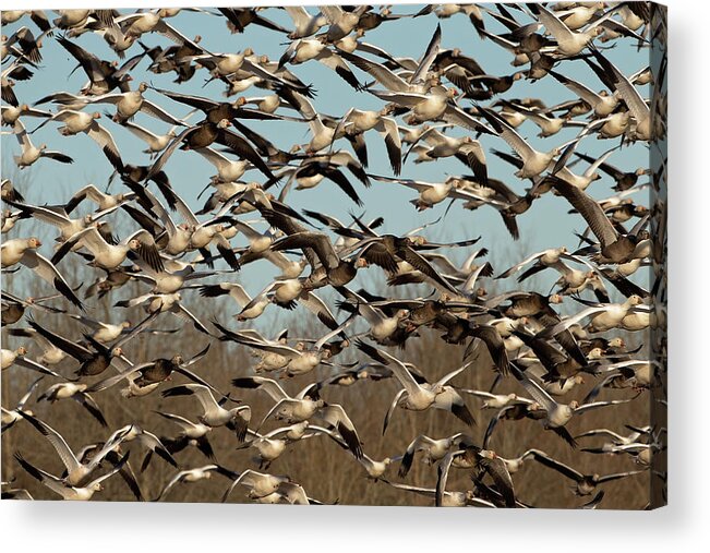 Snow Geese Acrylic Print featuring the photograph Snow Geese by Eilish Palmer