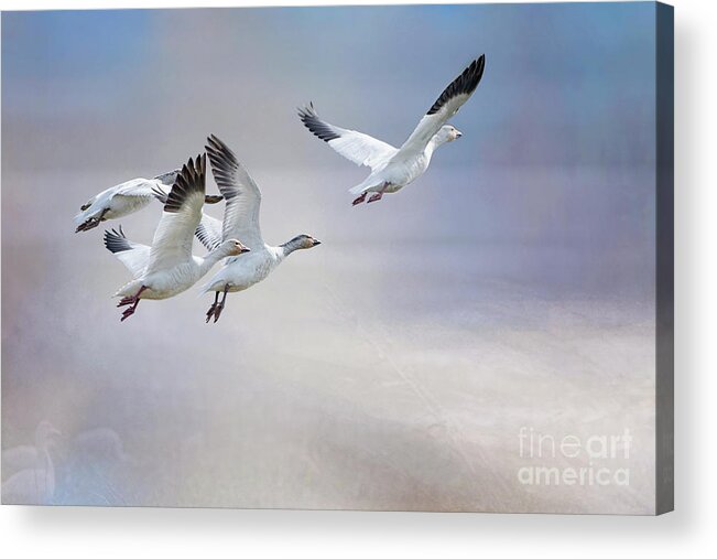 Snow Geese Acrylic Print featuring the photograph Snow Geese in Flight by Bonnie Barry