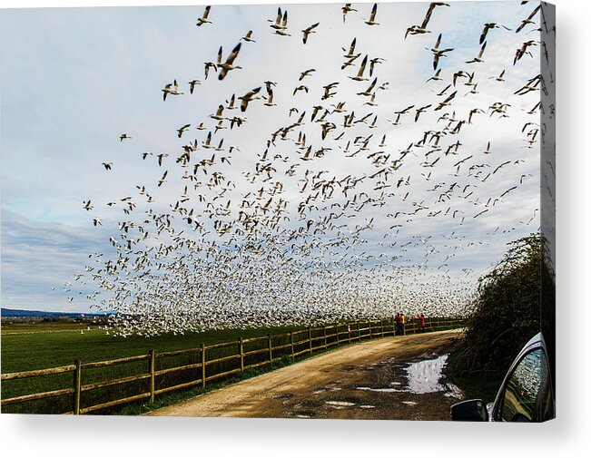 Snow Geese Acrylic Print featuring the photograph Snow Geese - Skagit by Hisao Mogi
