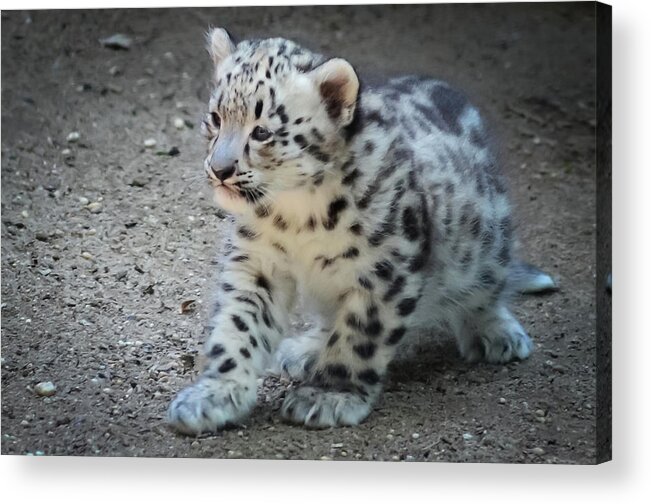 Terry D Photography Acrylic Print featuring the photograph Snow Leopard Cub by Terry DeLuco