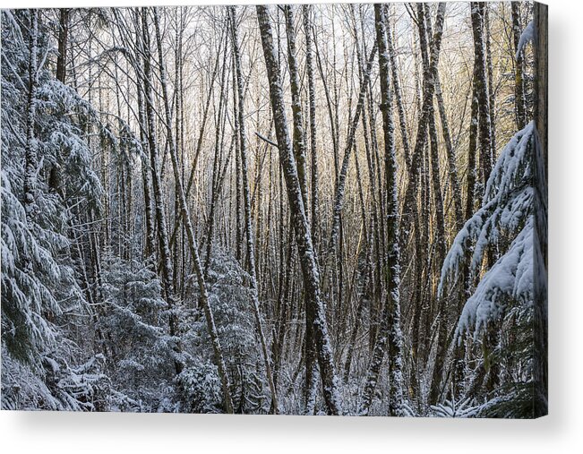 Snow Acrylic Print featuring the photograph Snow on the Alders by Robert Potts