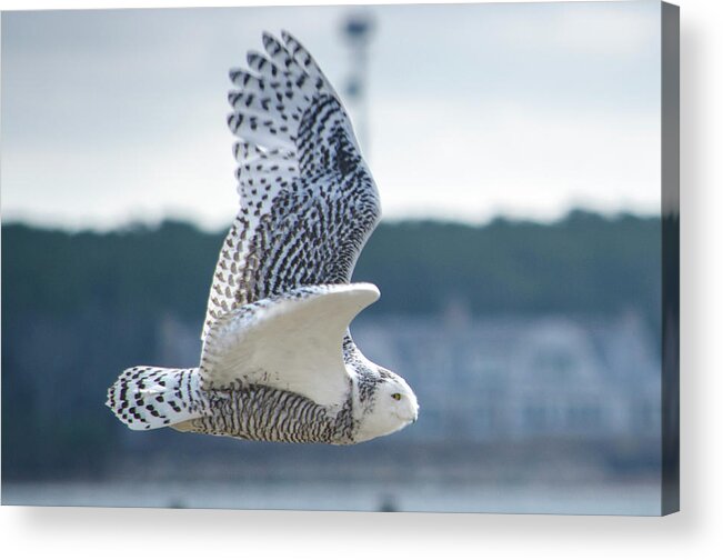 Snow Owl Acrylic Print featuring the photograph Snow Owl by Steve Myrick