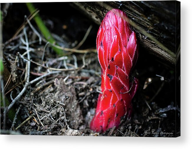 Snow Plant Acrylic Print featuring the photograph Snow Plant by Misty Tienken
