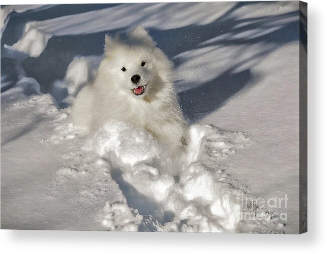 Dog Acrylic Print featuring the photograph Snow Queen by Lois Bryan