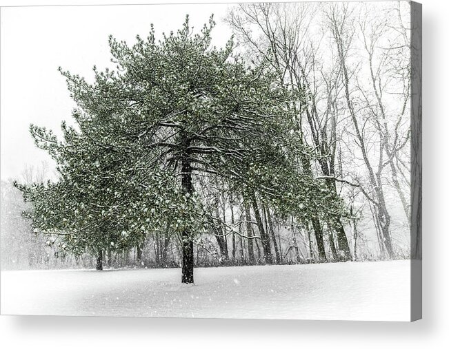 Background Acrylic Print featuring the photograph Snow Tree Along The Maumee River by Michael Arend