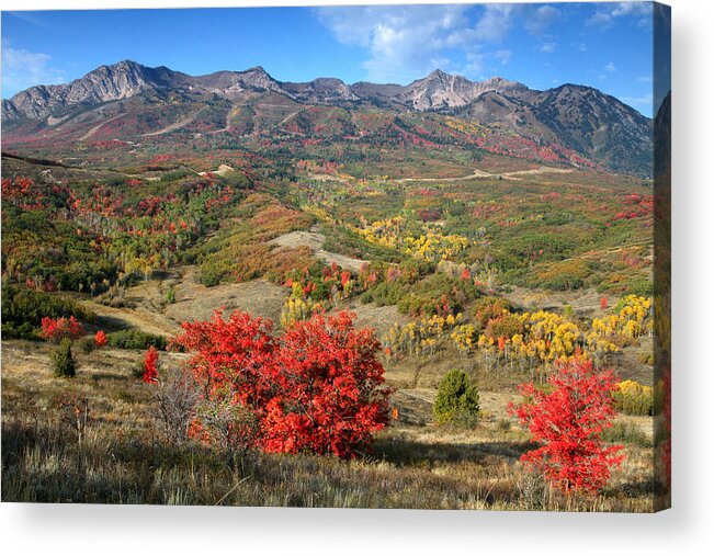 Snowbasin Acrylic Print featuring the photograph Snowbasin and Autumn Colors by Brett Pelletier