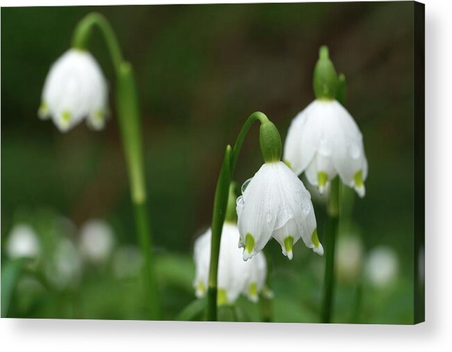 Winterthur Acrylic Print featuring the photograph Snowdrops at Winterthur #111 by Raymond Magnani