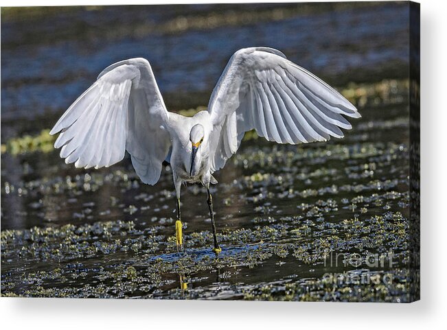 Nature Acrylic Print featuring the photograph Snowy Egret Charging - Egretta Thula by DB Hayes