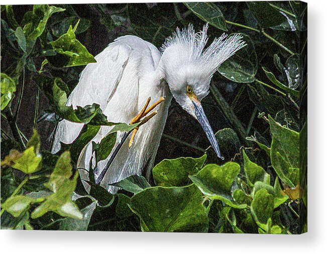 Baby Acrylic Print featuring the photograph Snowy Egret Chick by Roslyn Wilkins
