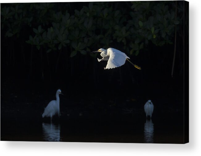 Snowy Acrylic Print featuring the photograph Snowy Egret gliding in the morning light by David Watkins
