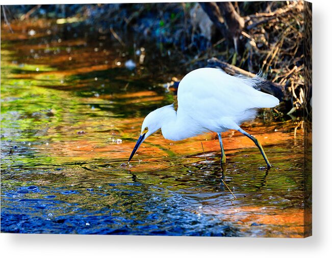 Snowy Egret Acrylic Print featuring the photograph Snowy Egret Hunting 2 by Ben Graham