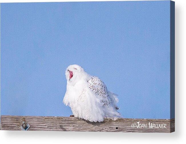Dakota County Acrylic Print featuring the photograph Snowy Owl Screech by Joan Wallner