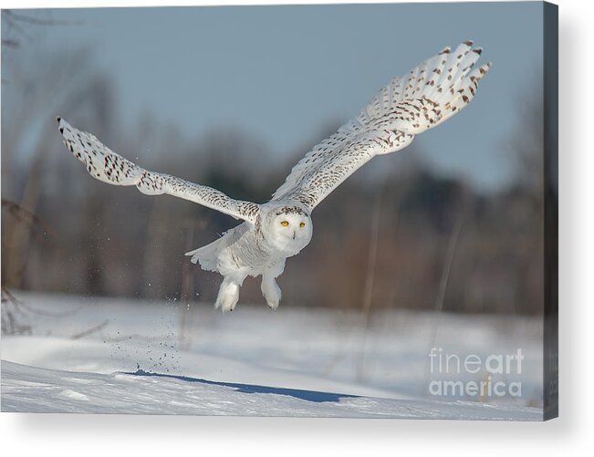 Cheryl Baxter Photography Acrylic Print featuring the photograph Snowy Owl Taking Off by Cheryl Baxter
