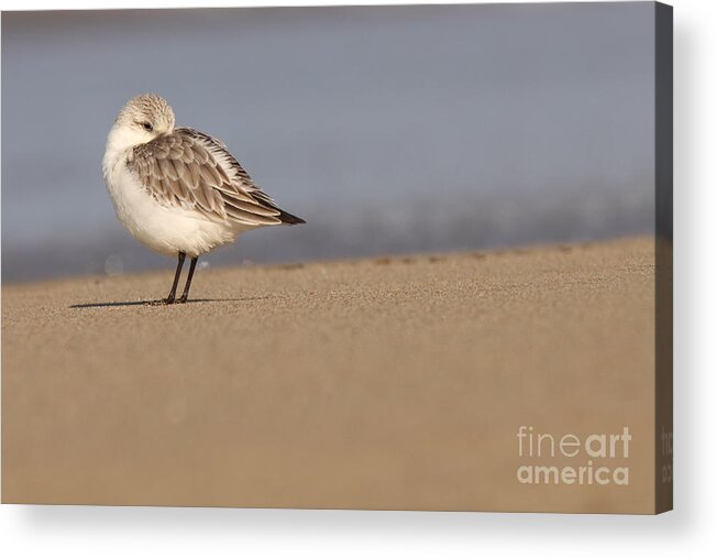 Snowy Plover Acrylic Print featuring the photograph Snowy Plover Resting With Beak Tucked In Feathers by Max Allen