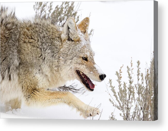 Coyote Acrylic Print featuring the photograph Snowy Stalk by Aaron Whittemore