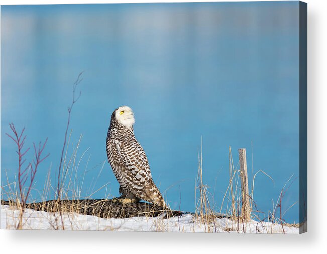 Snowy Owl Owls Snow Outside Outdoors Nature Natural Wild Life Wildlife Ornithology Birds Bird Birding Turn Around Turning Twisting Twist Watching Providence Ri Rhode Island Newengland New England Brian Hale Brianhalephoto Atlantic Ocean Acrylic Print featuring the photograph Snowy Watching a Plane by Brian Hale