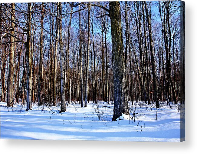 Forest Acrylic Print featuring the photograph Snowy Woods by Debbie Oppermann