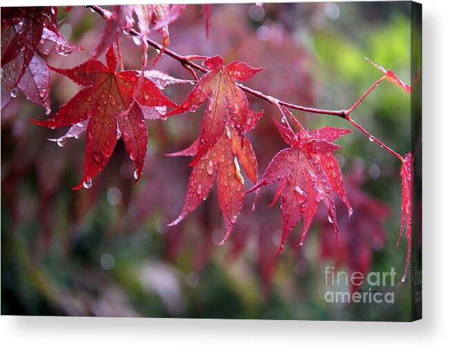 Leaves Acrylic Print featuring the photograph Soaked by Yumi Johnson